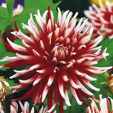 Минивитрина Георгин Фриколет (15 шт)