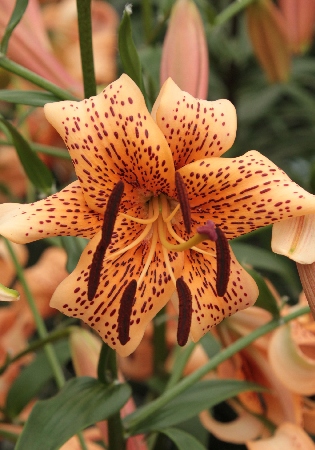 Лилия ЭКОНОМ-СЕРИЯ ТАЙГЕР БЕЙБИЗ (1 шт)