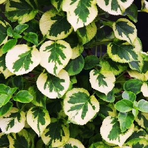 Гортензия вьющаяся Миранда C2