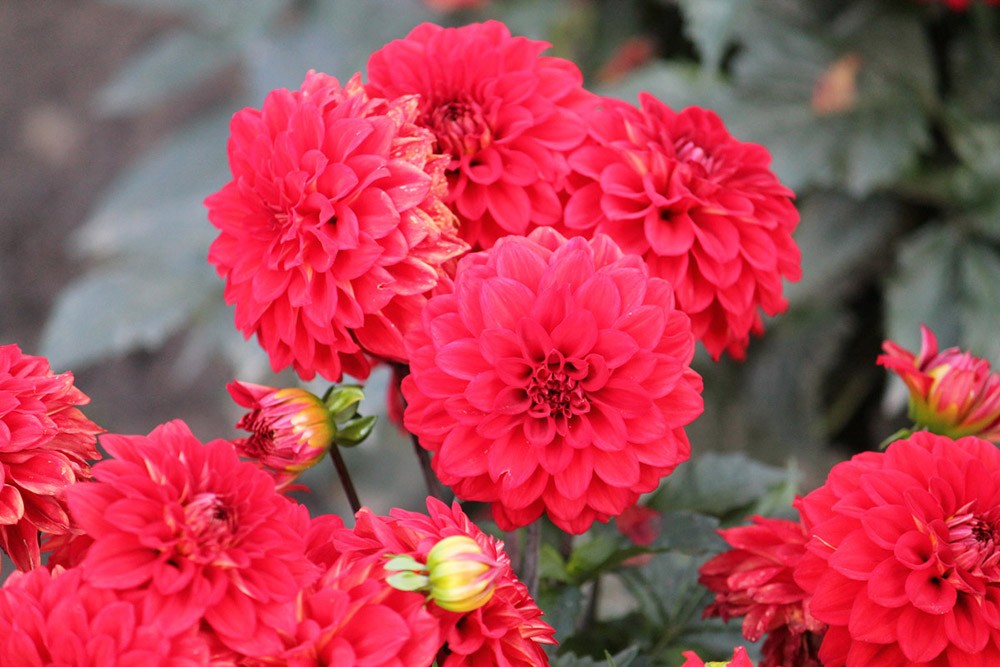 Минивитрина Георгин Мелоди Болеро (15 шт)