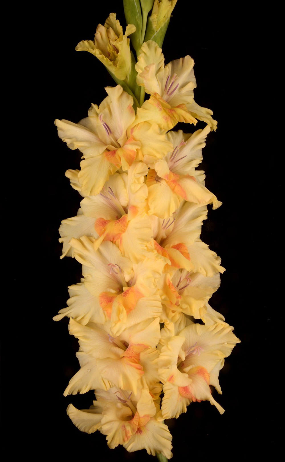 Гладиолус Лунная Походка (7)