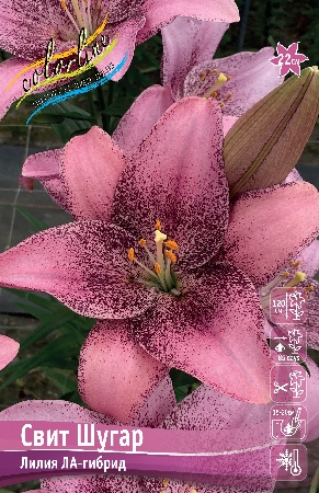 Лилия СВИТ ШУГАР 16/18 (3 шт)