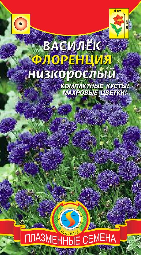 цВасилек Флоренция