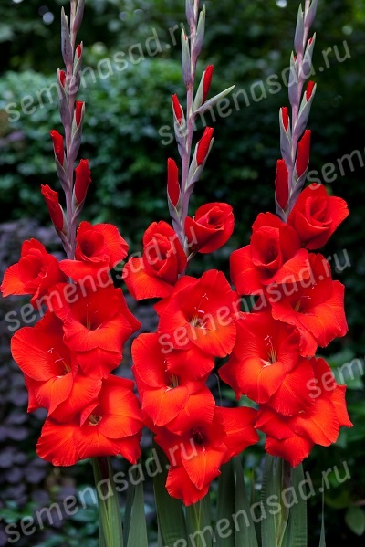 Гладиолус Костелло (10 шт)