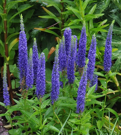 Вероника Нана Блаутепих (1 шт)