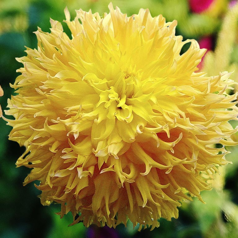 Минивитрина Георгин Мингус Джошуа