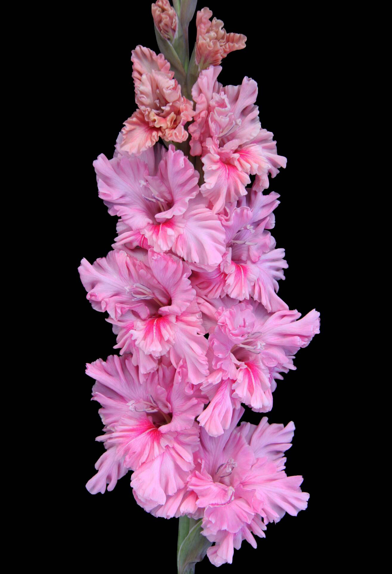 МАКСИ Гладиолус Ядрёна Малина (15 шт)