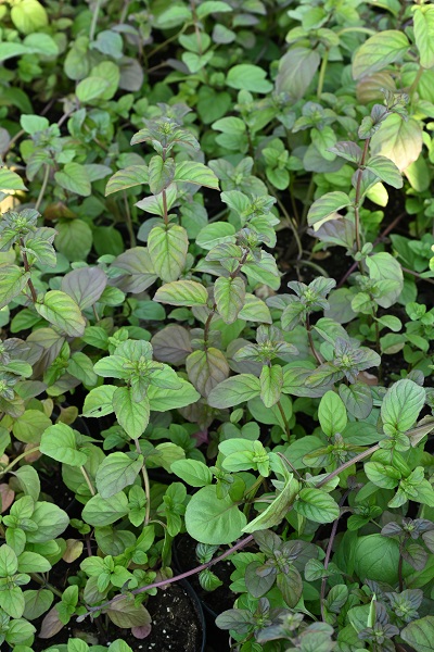 Мята Апельсин (1 шт)