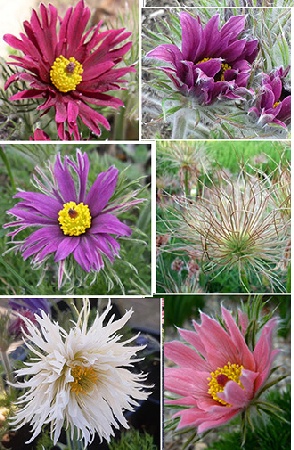 Прострел Папагено (1 шт)