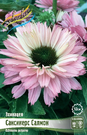 Эхинацея Сансикерс Салмон (1 шт)