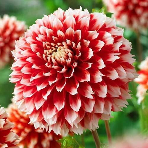 Георгин Ноэль (1 шт)