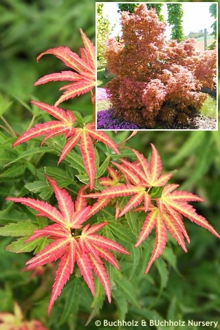 Клен дланевидный Уилсонс Пинк Дварф C2