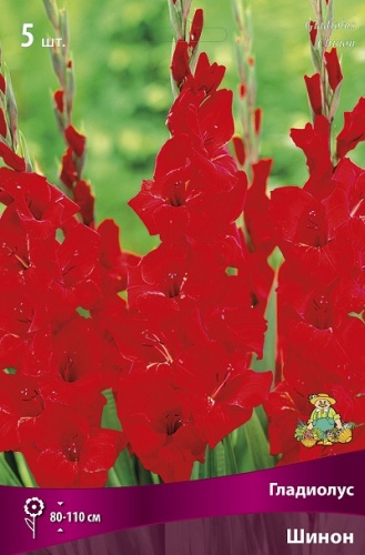 Гладиолус Шинон (5 шт)