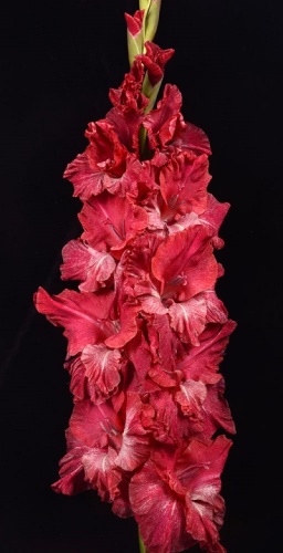 Гладиолус Старик Хоттабыч (5 шт)