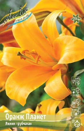 Лилия ОРАНЖ ПЛАНЕТ 16/18 (3 шт)