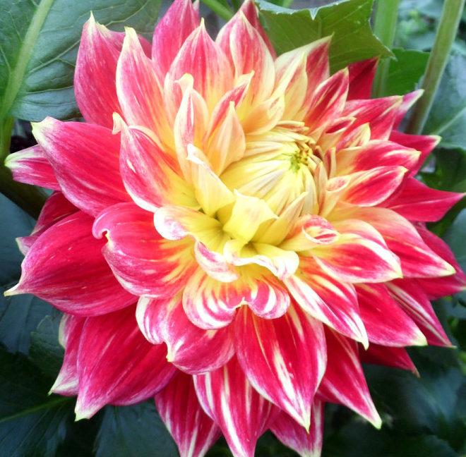 Георгин Тайлер Джеймс