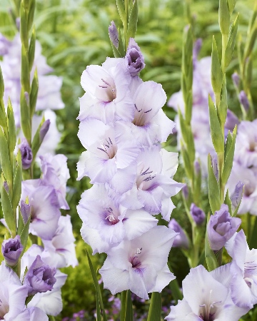 Гладиолус ЭКОНОМ-СЕРИЯ БЛЮ ТРОПИК (5 шт)