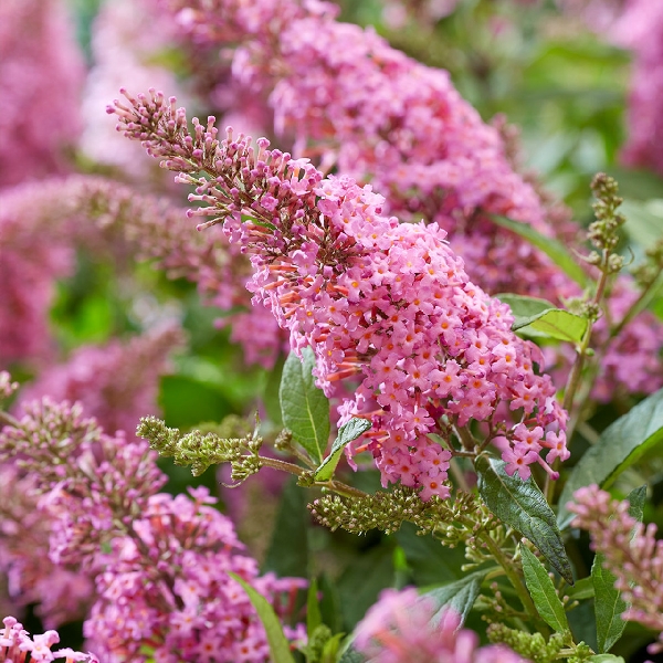 Буддлея Давида Баттерфляй Кенди Литтл Бабблгам P12