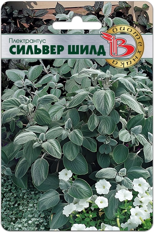 Плектрантус Сильвер Шилд 5шт
