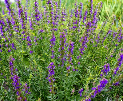 Иссоп Аметист (1 шт)