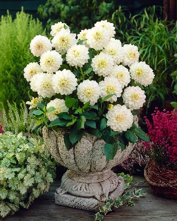 Георгин Виттем (1 шт)