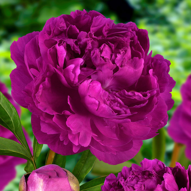 Биг-Пак Пион Виктори Де Ла Марн (10 шт)