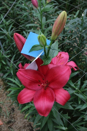 Лилия Хьюстон (7 шт)