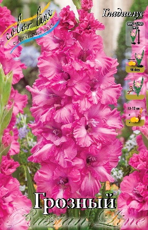 Гладиолус Грозный 12/14 (7 шт)