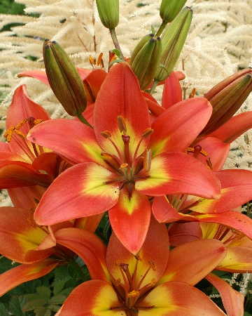 Лилия ЭКОНОМ-СЕРИЯ ФОРЕВЕ ЛИНДА (1 шт)