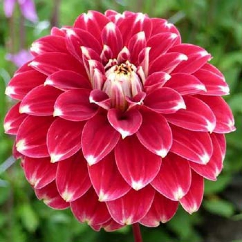 Минивитрина Георгин Ред Рок