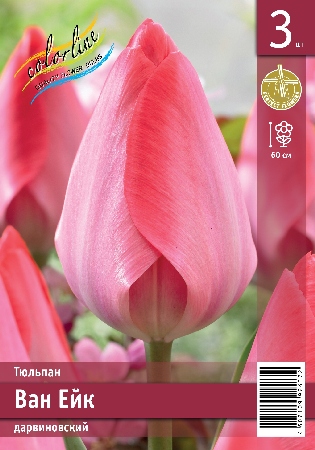 Тюльпан ЭКОНОМ-СЕРИЯ ВАН ЕЙК 12/+ (3 шт)