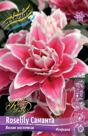 Лилия Roselily Саманта 16/18 (3 шт)
