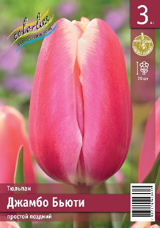 Тюльпан ЭКОНОМ-СЕРИЯ ДЖАМБО БЬЮТИ (3 шт)