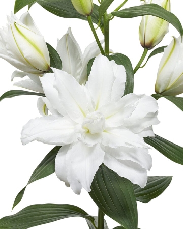 Лилия Уайт Торнадо (5 шт)