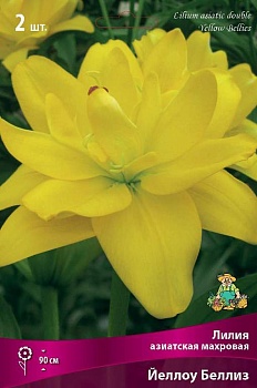 Лилия Йеллоу Беллиз (3 шт)