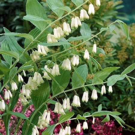 Купена Многоцветковая (1 шт)