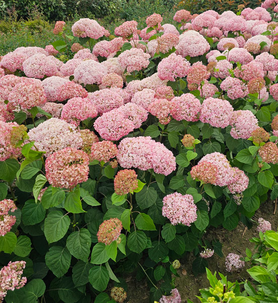 Гортензия Кандибелле Стендап Пинк P9