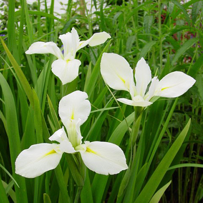 Ирис Хё Хайнесс (1 шт)