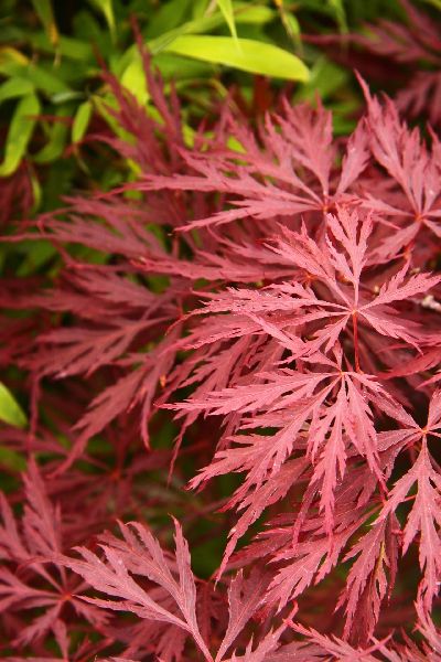 Клен дланевидный Гарнет C3