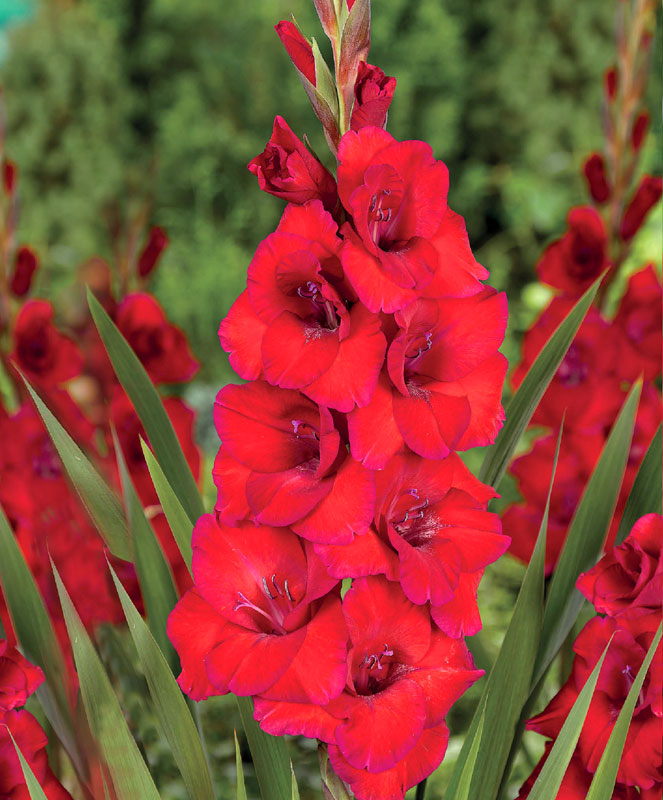 Гладиолус Оскар (10 шт)