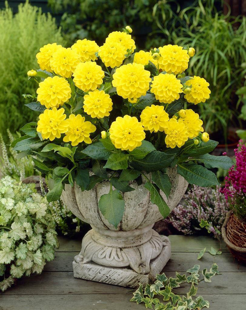 Минивитрина Георгин Сиса (15 шт)