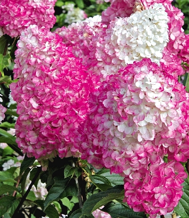 Гортензия Ванилле Фрайз ОКС, 50-60см штамб