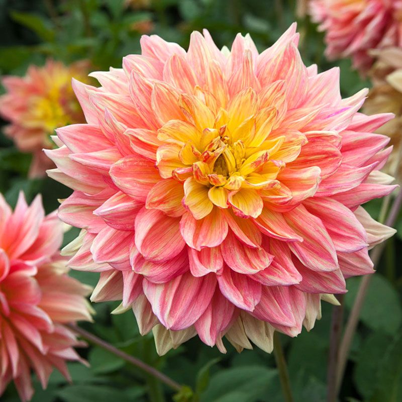 Минивитрина Георгин Вандас Аурора (15 шт)