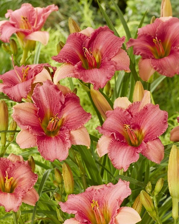 Лилейник Фуксия Шарм (1 шт)