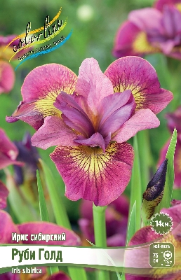 Ирис Руби Голд (1 шт)
