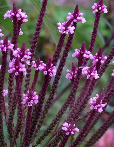 Вербена копьевидная (1 шт)