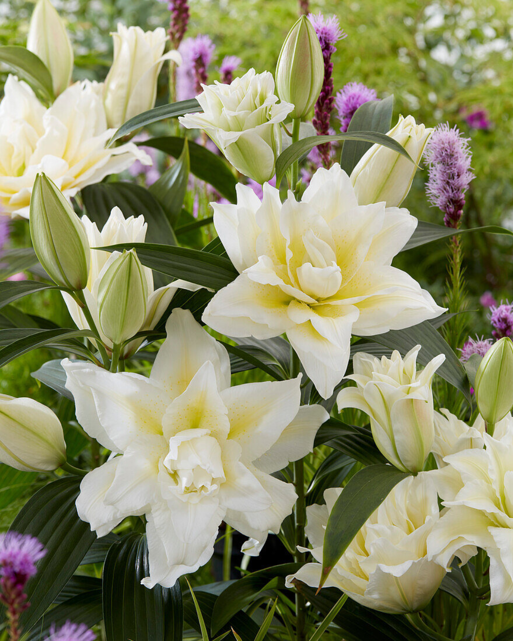 Лилия Роузлили Ирвана (5 шт)