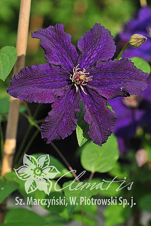 Клематис Распутин