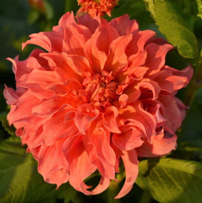 Георгин Белле Оф Бармера