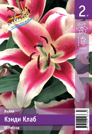 Лилия ЭКОНОМ-СЕРИЯ КЭНДИ КЛАБ (2 шт)